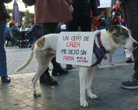 IU-Verdes llama a movilizarse el 1F contra la caza con perros en Murcia y Cartagena y denuncia el uso de dinero público para sostener los cotos de una oligarquía de terratenientes Una perrita portando un cartel que expone que “Un cepo de caza me dejó sin pata” Movilización de la NAC en 2025 en Murcia | Dominic D. Skerrett
