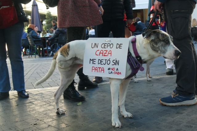 Una perrita portando un cartel que expone que “Un cepo de caza me dejó sin pata” Movilización de la NAC en 2025 en Murcia | Dominic D. Skerrett Una perrita portando un cartel que expone que “Un cepo de caza me dejó sin pata” Movilización de la NAC en 2025 en Murcia | Dominic D. Skerrett