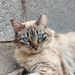 El Partido Animalista impulsa la creación de la primera colonia felina gestionada en la prisión de Tenerife II Lucky, el gato que apareció colgado de la alambrada, ya recuperado | Partido PACMA