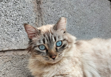 El Partido Animalista impulsa la creación de la primera colonia felina gestionada en la prisión de Tenerife II Lucky, el gato que apareció colgado de la alambrada, ya recuperado | Partido PACMA