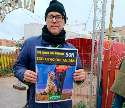 Continúan las protestas por el uso de animales frente al Circ de Nadal de Valencia Un manifestante posa frente el Circ de Nadal de Valencia | P. Defensa Animal
