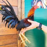 PACMA presenta recurso de alzada contra las peleas de gallos ante el Gobierno de Canarias