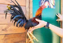 PACMA presenta recurso de alzada contra las peleas de gallos ante el Gobierno de Canarias