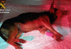 IU-Verdes señala la impunidad del maltrato animal tras arrojar a un perro agonizante a un contenedor en Torre Pacheco El animal fue encontrado con lesiones graves y trasladado de urgencia al veterinario | Guardia Civil
