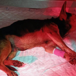 Investigan a dos vecinos de Torre Pacheco por arrojar a un perro gravemente herido a un contenedor El animal fue encontrado con lesiones graves y trasladado de urgencia al veterinario | Guardia Civil