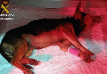 Investigan a dos vecinos de Torre Pacheco por arrojar a un perro gravemente herido a un contenedor El animal fue encontrado con lesiones graves y trasladado de urgencia al veterinario | Guardia Civil