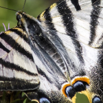 Ecologistas en Acción presenta una exposición sobre artrópodos amenazados de Extremadura Mariposa chupaleches, en detalle | Emili Vilamala