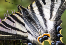 Ecologistas en Acción presenta una exposición sobre artrópodos amenazados de Extremadura Mariposa chupaleches, en detalle | Emili Vilamala