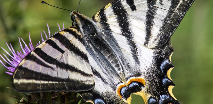Mariposa chupaleches, en detalle | Emili Vilamala Mariposa chupaleches, en detalle | Emili Vilamala
