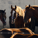 PACMA pide a los ayuntamientos catalanes que abran el debate sobre la abolición de animales en los Tres Tombs