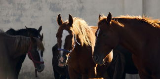 PACMA pide a los ayuntamientos catalanes que abran el debate sobre la abolición de animales en los Tres Tombs