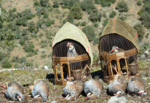 La Asamblea Regional aprueba iniciar el expediente para blindar como BIC la caza con reclamo de perdiz