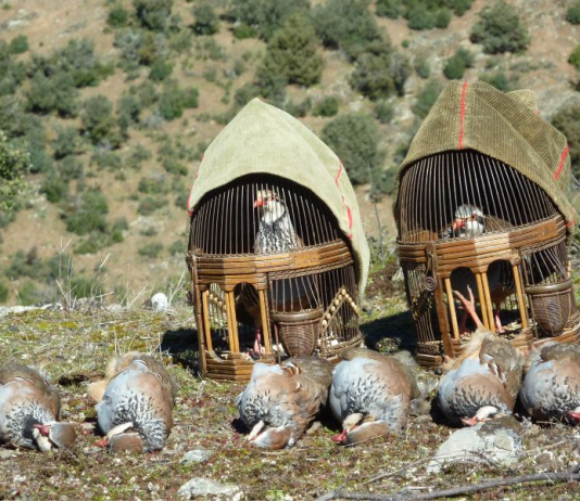 La Asamblea Regional aprueba iniciar el expediente para blindar como BIC la caza con reclamo de perdiz