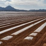 Ecologistas en Acción denuncia ante el juzgado posibles delitos entorno al informe de metales pesados de la UPCT Campo de cultivo de regadía intensivo | EeA