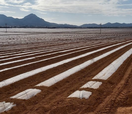 Ecologistas en Acción denuncia ante el juzgado posibles delitos entorno al informe de metales pesados de la UPCT Campo de cultivo de regadía intensivo | EeA
