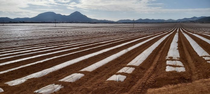 Campo de cultivo de regadía intensivo | EeA