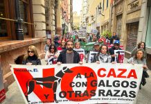 Murcia y Cartagena se movilizan junto a más de 75 ciudades del Estado en el Día Mundial del Galgo para exigir el fin del maltrato animal y una ley sin exclusiones Tras una pancarta que clamaba por el fin de la caza con Galgos y otras razas han tomado el centro de Murcia | Dominic D. Skerrett