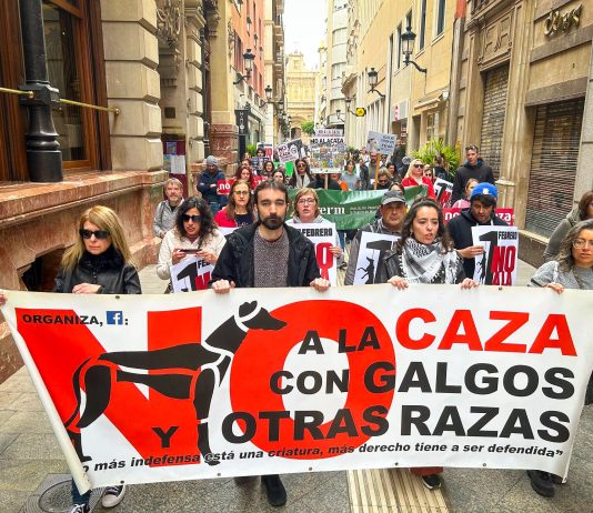 Murcia y Cartagena se movilizan junto a más de 75 ciudades del Estado en el Día Mundial del Galgo para exigir el fin de la caza y una ley de bienestar animal sin exclusiones Tras una pancarta que clamaba por el fin de la caza con Galgos y otras razas han tomado el centro de Murcia | Dominic D. Skerrett