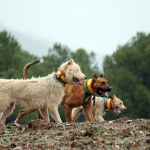 PACMA planta batalla en el Constitucional contra el “privilegio cinegético” que permite enterrar perros de caza mientras se prohíbe a las familias hacerlo con los suyos