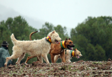 PACMA planta batalla en el Constitucional contra el “privilegio cinegético” que permite enterrar perros de caza mientras se prohíbe a las familias hacerlo con los suyos