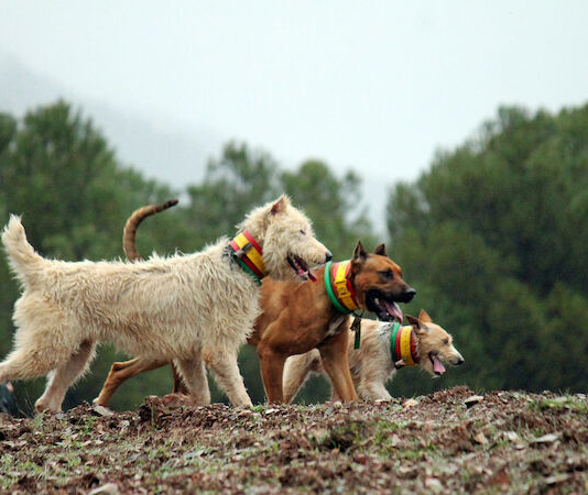 PACMA planta batalla en el Constitucional contra el “privilegio cinegético” que permite enterrar perros de caza mientras se prohíbe a las familias hacerlo con los suyos