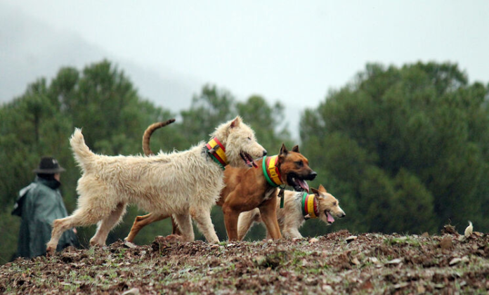 PACMA planta batalla en el Constitucional contra el “privilegio cinegético” que permite enterrar perros de caza mientras se prohíbe a las familias hacerlo con los suyos
