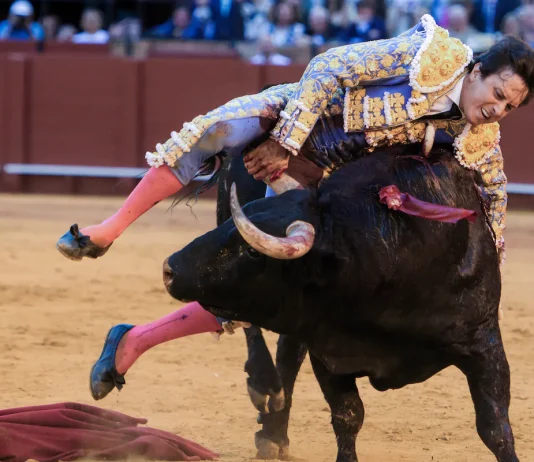 PACMA sobre la cogida a Roca Rey: «El toro es la víctima» El diestro Roca Rey, cogido y corneado por su segundo toro en La Maestranza de Sevilla | Raúl Caro (EFE)