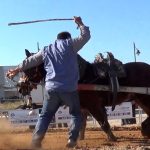 La Plataforma Defensa Animal documenta el tiro de arrastre en Meliana (Valencia) (Archivo) Concurso de Tiro y Arrastre