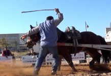 La Plataforma Defensa Animal documenta el tiro de arrastre en Meliana (Valencia) (Archivo) Concurso de Tiro y Arrastre