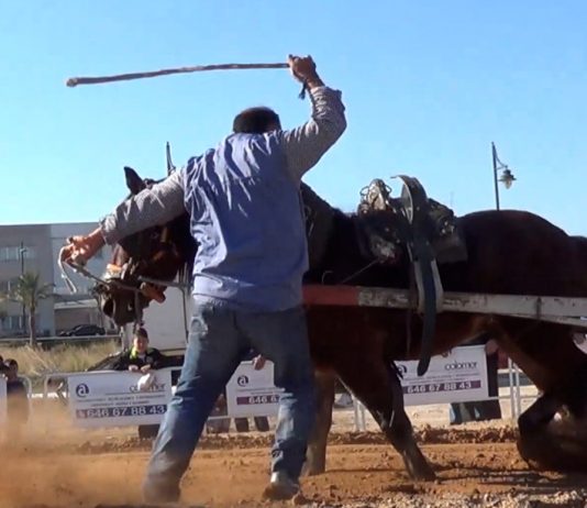 La Plataforma Defensa Animal documenta el tiro de arrastre en Meliana (Valencia) (Archivo) Concurso de Tiro y Arrastre