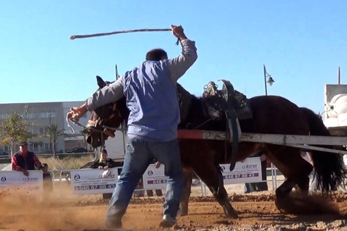 (Archivo) Concurso de Tiro y Arrastre