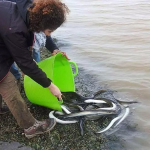 Ecologistas en Acción reclama al Gobierno Regional la misma protección para las anguilas que para los linces Pesca de anguilas en el Mar Menor. / ANSE