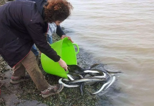 Ecologistas en Acción reclama al Gobierno Regional la misma protección para las anguilas que para los linces Pesca de anguilas en el Mar Menor. / ANSE