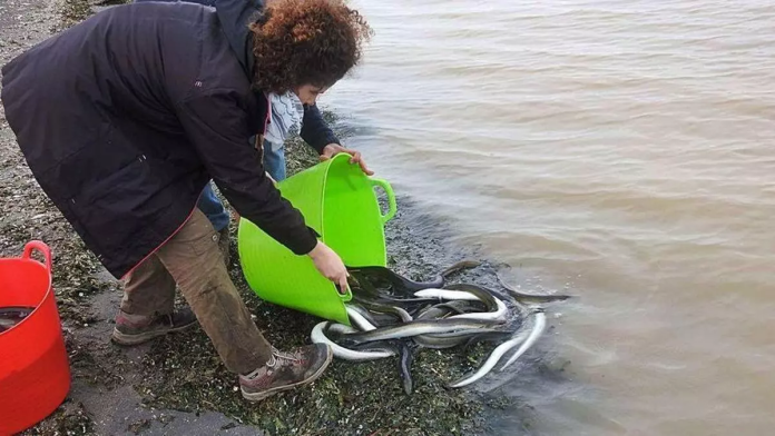 Pesca de anguilas en el Mar Menor. / ANSE Pesca de anguilas en el Mar Menor. / ANSE