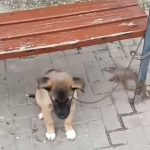 Izquierda Unida denuncia el abandono institucional ante el maltrato animal en Lorca y exige responsabilidades a la Concejalía de Sanidad