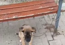 Izquierda Unida denuncia el abandono institucional ante el maltrato animal en Lorca y exige responsabilidades a la Concejalía de Sanidad