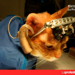 Marta Tafalla cuestiona la experimentación animal en plena sacudida judicial La experimentación en que se utilizan animales no humanos (vivisección) es una de las fases más ocultas, discutidas y discutibles de la ciencia y de la industria. Porque no sólo las ciencias médicas, físicas y biológicas se sirven de animales no humanos en sus laboratorios, sino también la industria militar, la industria de las armas, la industria cosmética, la industria del tabaco y la industria química en general.