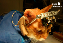 Marta Tafalla cuestiona la experimentación animal en plena sacudida judicial La experimentación en que se utilizan animales no humanos (vivisección) es una de las fases más ocultas, discutidas y discutibles de la ciencia y de la industria. Porque no sólo las ciencias médicas, físicas y biológicas se sirven de animales no humanos en sus laboratorios, sino también la industria militar, la industria de las armas, la industria cosmética, la industria del tabaco y la industria química en general.