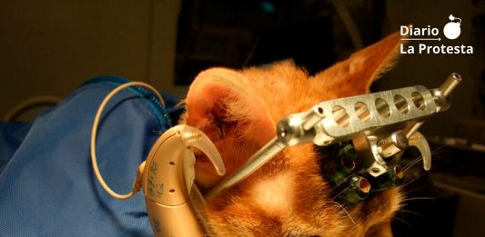 La experimentación en que se utilizan animales no humanos (vivisección) es una de las fases más ocultas, discutidas y discutibles de la ciencia y de la industria. Porque no sólo las ciencias médicas, fí­sicas y biológicas se sirven de animales no humanos en sus laboratorios, sino también la industria militar, la industria de las armas, la industria cosmética, la industria del tabaco y la industria quí­mica en general.