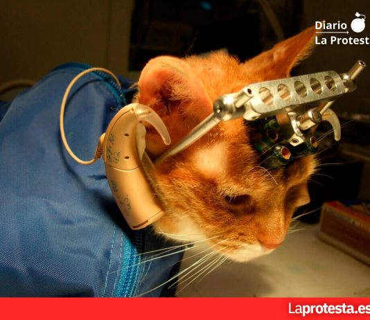 Marta Tafalla cuestiona la experimentación animal en plena sacudida judicial La experimentación en que se utilizan animales no humanos (vivisección) es una de las fases más ocultas, discutidas y discutibles de la ciencia y de la industria. Porque no sólo las ciencias médicas, físicas y biológicas se sirven de animales no humanos en sus laboratorios, sino también la industria militar, la industria de las armas, la industria cosmética, la industria del tabaco y la industria química en general.
