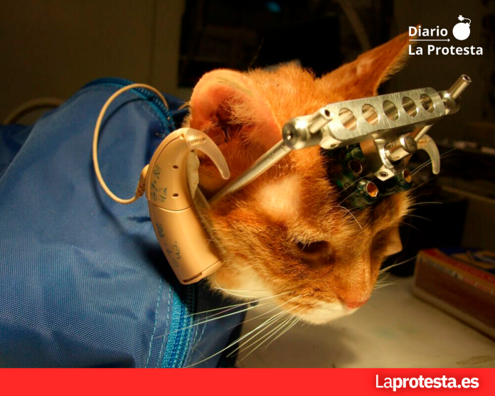 La experimentación en que se utilizan animales no humanos (vivisección) es una de las fases más ocultas, discutidas y discutibles de la ciencia y de la industria. Porque no sólo las ciencias médicas, fí­sicas y biológicas se sirven de animales no humanos en sus laboratorios, sino también la industria militar, la industria de las armas, la industria cosmética, la industria del tabaco y la industria quí­mica en general.