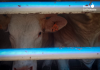 Activistas documentan la realidad de los animales a las puertas de un matadero de Buñol La mirada de una vaca tras los barrotes del vehículo de transporte, instantes antes de su llegada al matadero | Foto.- Defensa Animal