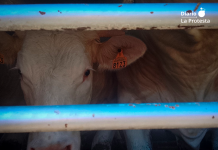 Activistas documentan la realidad de los animales a las puertas de un matadero de Buñol La mirada de una vaca tras los barrotes del vehículo de transporte, instantes antes de su llegada al matadero | Foto.- Defensa Animal