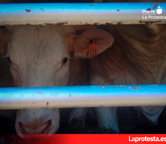Activistas documentan la realidad de los animales a las puertas de un matadero de Buñol La mirada de una vaca tras los barrotes del vehículo de transporte, instantes antes de su llegada al matadero | Foto.- Defensa Animal