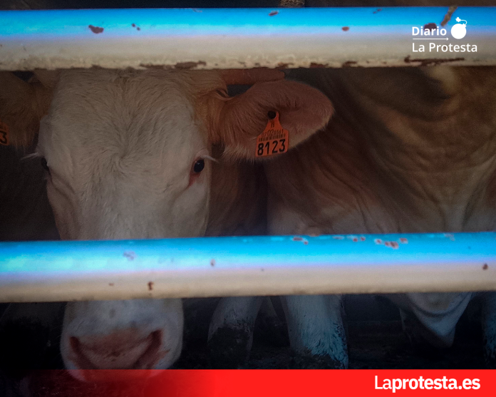 La mirada de una vaca tras los barrotes del vehículo de transporte, instantes antes de su llegada al matadero | Foto.- Defensa Animal La mirada de una vaca tras los barrotes del vehículo de transporte, instantes antes de su llegada al matadero | Foto.- Defensa Animal