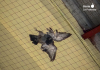 Paloma hallada sin vida en el Tinglado 2 de València, donde colectivos animalistas denuncian la presencia de redes mal instaladas que provocan la muerte de aves atrapadas en el edificio | Foto.- Valencia Animal Save / Valencia Pidgeon Save