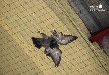Colectivos animalistas denuncian una “trampa mortal” para palomas en el “Tinglado 2” de Valencia Paloma hallada sin vida en el Tinglado 2 de València, donde colectivos animalistas denuncian la presencia de redes mal instaladas que provocan la muerte de aves atrapadas en el edificio | Foto.- Valencia Animal Save / Valencia Pidgeon Save