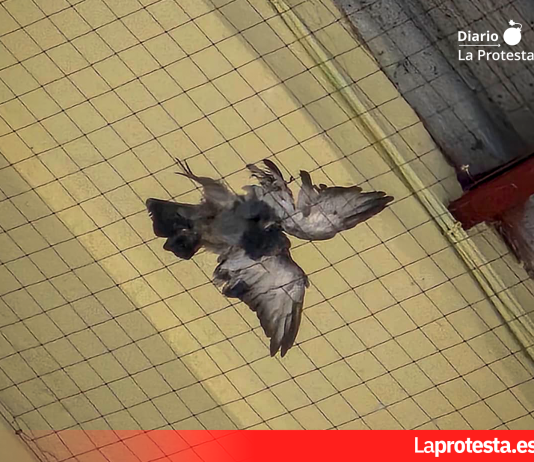 Paloma hallada sin vida en el Tinglado 2 de València, donde colectivos animalistas denuncian la presencia de redes mal instaladas que provocan la muerte de aves atrapadas en el edificio | Foto.- Valencia Animal Save / Valencia Pidgeon Save