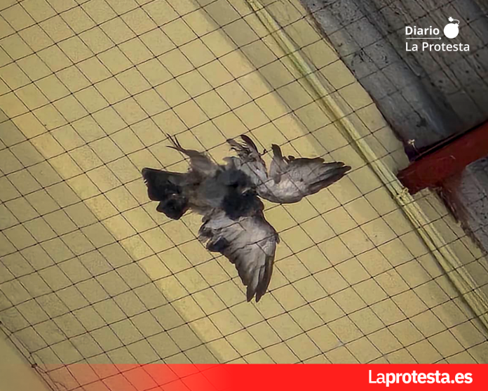 Paloma hallada sin vida en el Tinglado 2 de València, donde colectivos animalistas denuncian la presencia de redes mal instaladas que provocan la muerte de aves atrapadas en el edificio | Foto.- Valencia Animal Save / Valencia Pidgeon Save