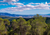 Imagen de un pinar de la zona Este de Sierra Espuña | Ecologistas en Acción Región Murciana